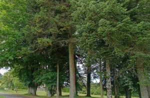 Photo captured today from the same angle of the previous photo, showing the size of the trees in comparison